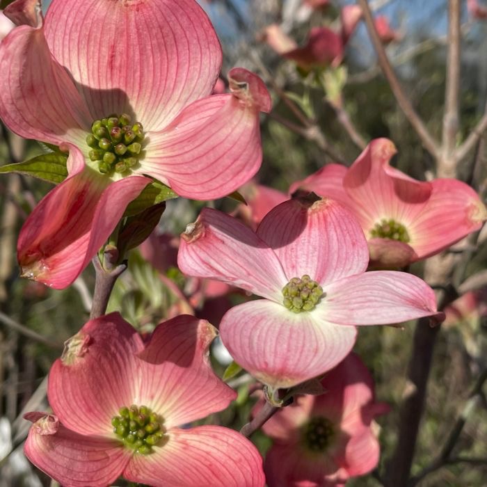 The Dogwood Festival